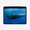 Apple 11-inch iPad Pro (M4) WiFi 256GB with Standard glass - Silver